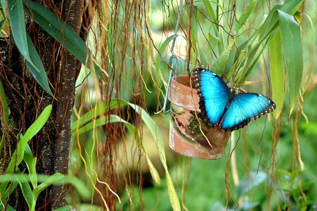 Garden insect nature