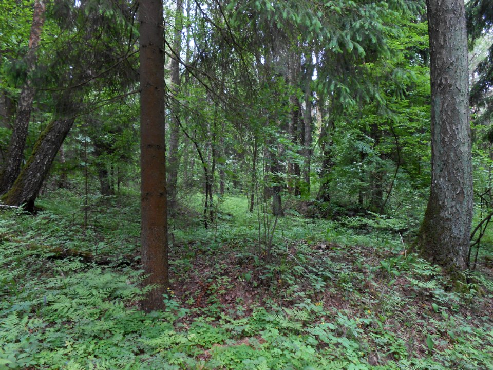 Gnezdovo complex - Forest kurgan group - 09