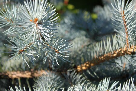 Blue spruce trees living nature photo