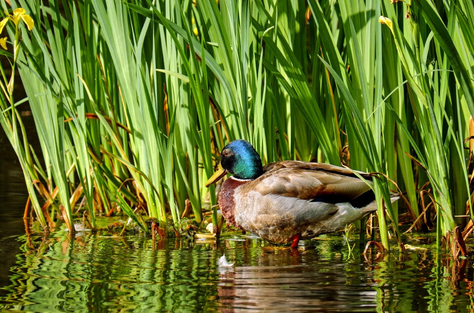 Pond water mirroring