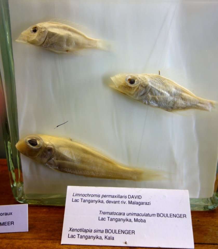 Gnathochromis permaxillaris (top), Trematocara unimaculatum (middle), Xenotilapia sima (bottom) - Royal Museum for Central Africa - DSC06855
