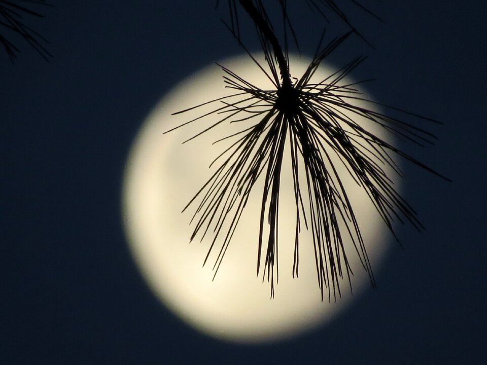 Moon light night mystical