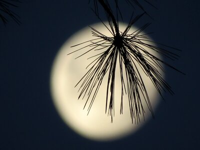 Moon light night mystical photo