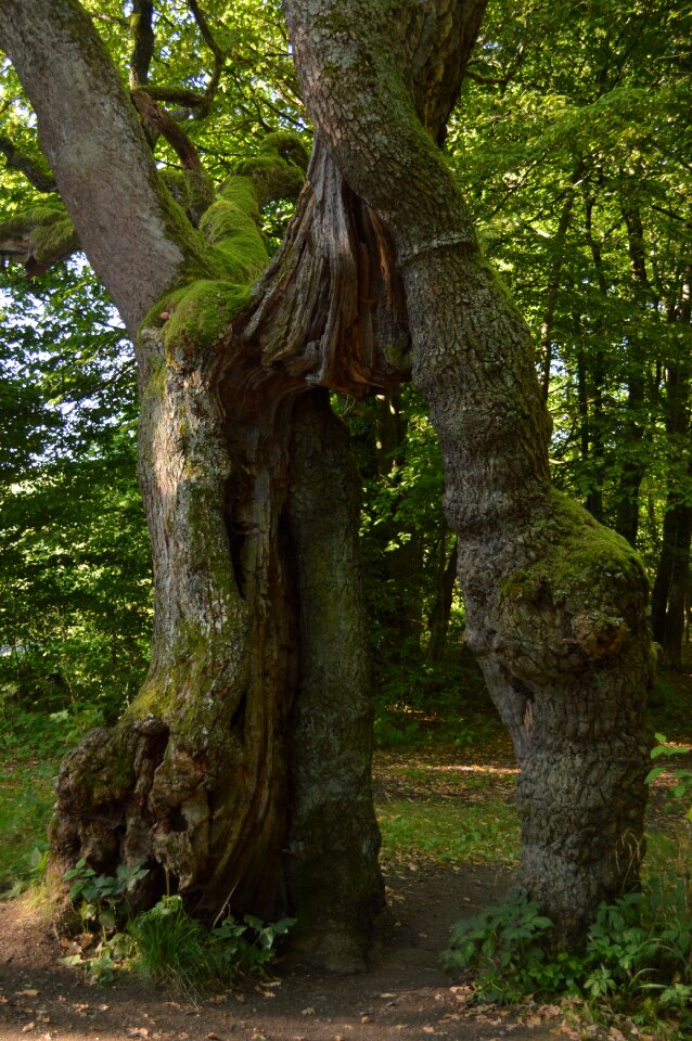 Hainich places of interest thuringia germany