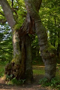 Hainich places of interest thuringia germany