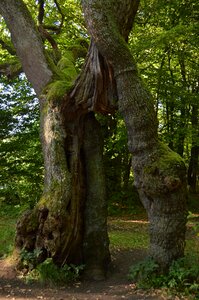 Hainich places of interest thuringia germany photo