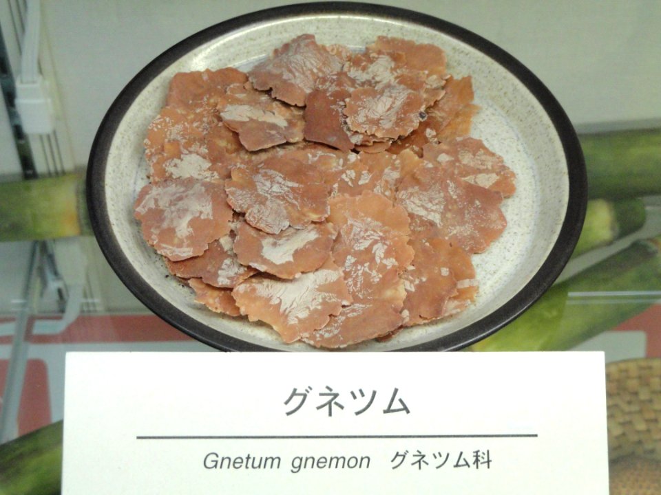 Gnetum gnemon - Osaka Museum of Natural History - DSC07853