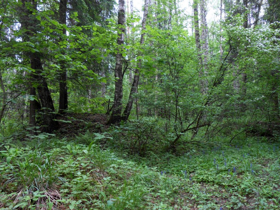 Gnezdovo complex - Forest kurgan group - 12