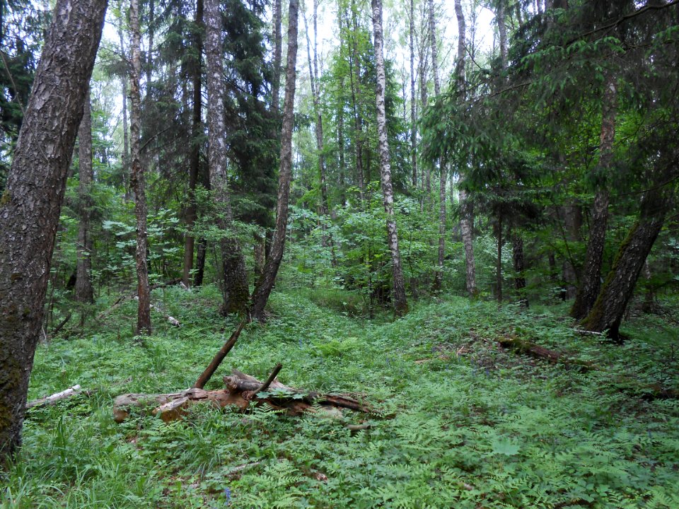 Gnezdovo complex - Forest kurgan group - 08