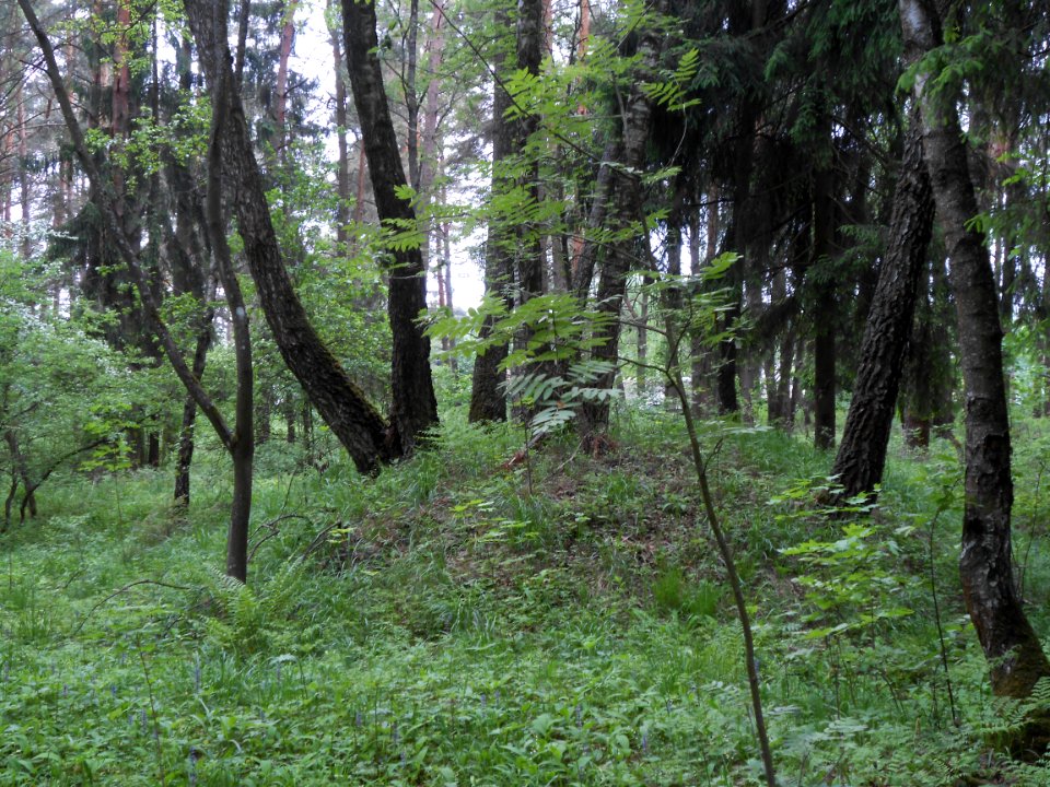 Gnezdovo complex - Forest kurgan group - 17