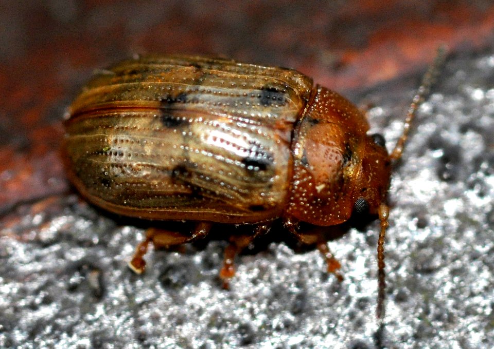 Gonioctena-quinquepunctata-04-fws