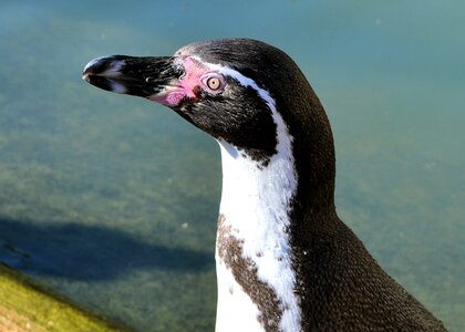 Animal world water bird bill photo