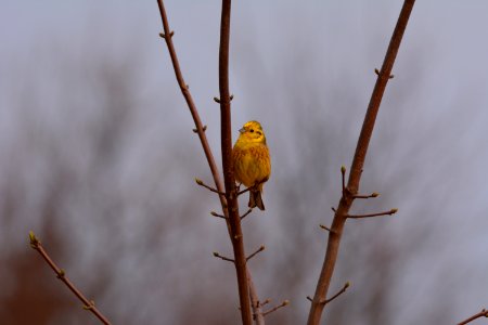 Goldammer in Zweig sitzend