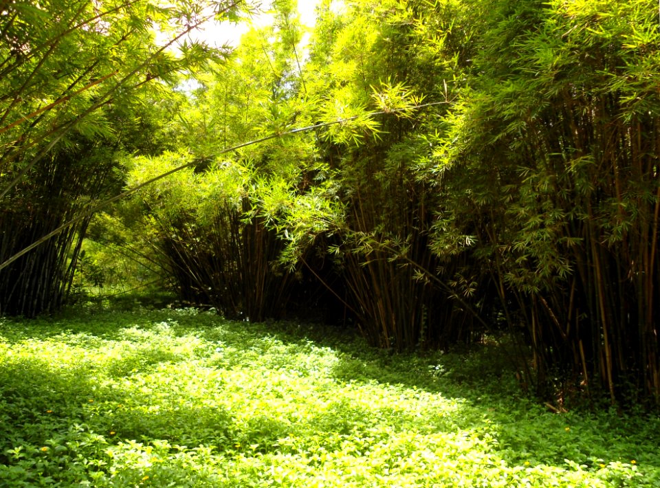 Golden Bull Mountain Ridge Park - bamboo forest - 01