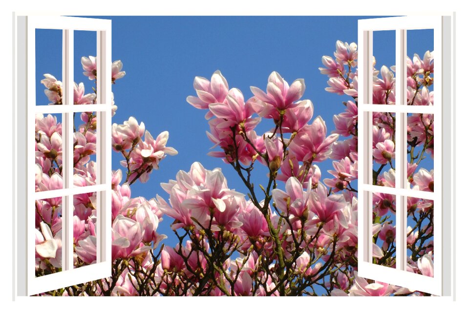 Spring blossom bloom