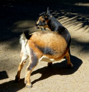 Goat - Sarasota Jungle Gardens - Sarasota, Florida - DSC02014