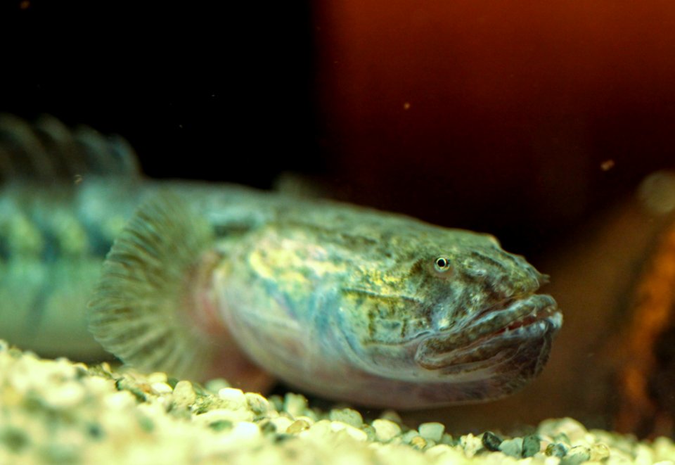 Gobioides grahamae - Blaue Aalgrundel