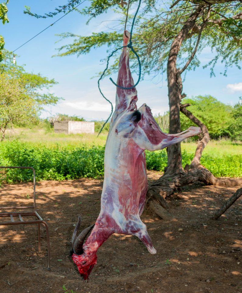 Goat flayed for Christmas