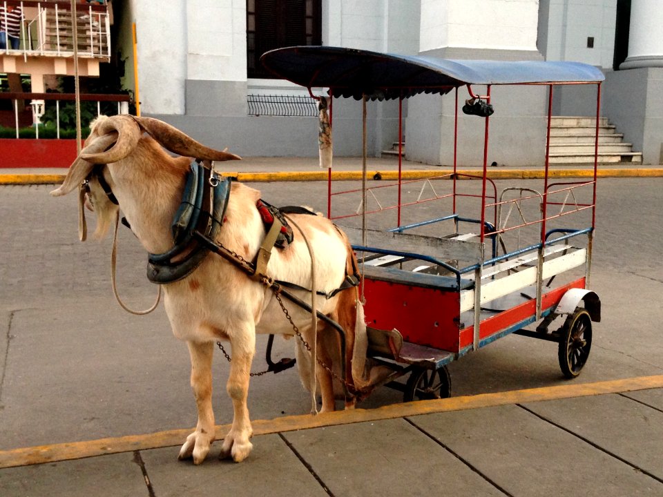 Goat cart in Santa Clara, Cuba
