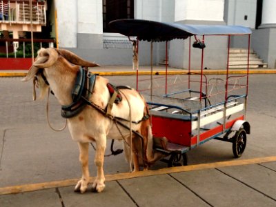 Goat cart in Santa Clara, Cuba