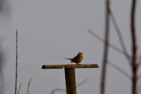Goldammer auf einem Ansitz (der eigentlich für Greifvögel gedacht ist)