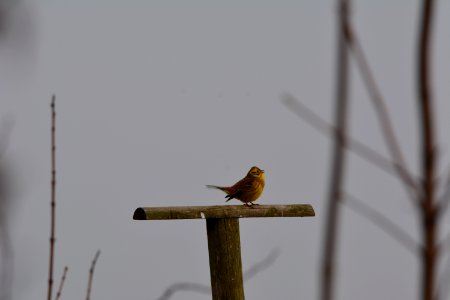 Goldammer auf einem Ansitz (der eigentlich für Greifvögel gedacht ist) photo