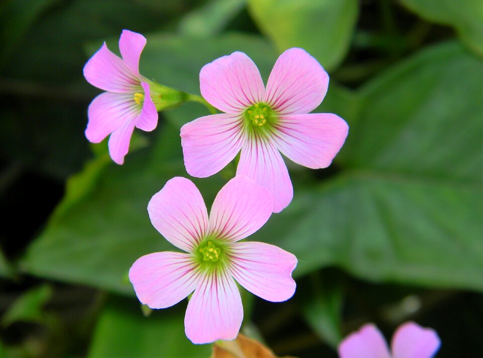 Nature floral plant