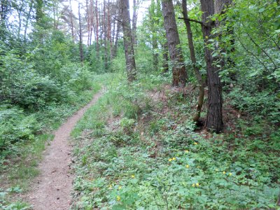 Gnezdovo complex - Glushenkovskaya kurgan group - 08