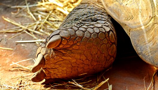Rear turtle animal world