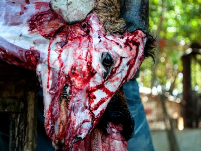 Goat killed Christmas