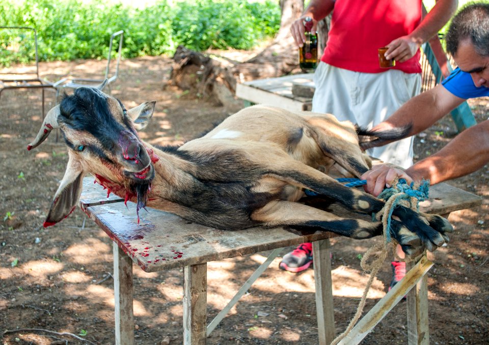 Goat killed at Christmas Lunch 3