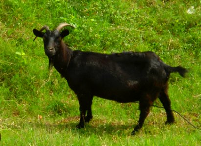 Goat in Hainan