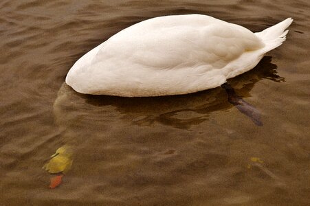 Animal world pride bird photo