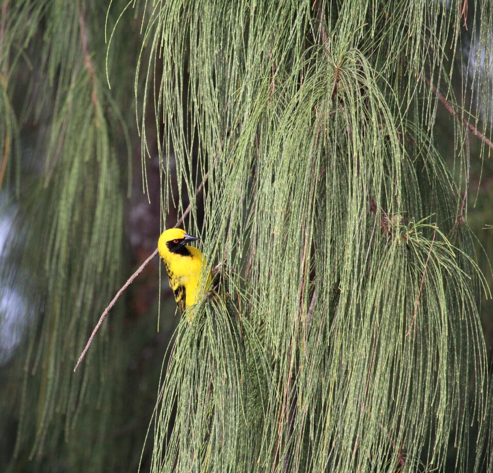 Bird yellow yellow bird