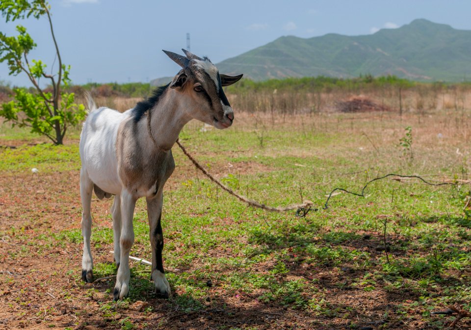 Goat in Las Guevaras