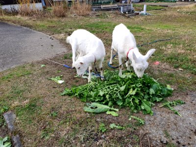 Goats in Yuzawa