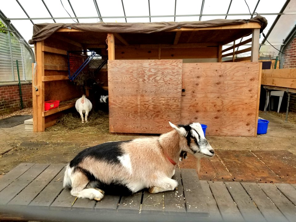 Goat - Habitat Education Center & Wildlife Sanctuary - Belmont, MA - 20171015 114628