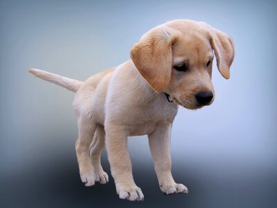 Pet photography young dog labrador