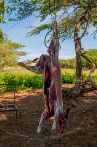 Goat flayed for Christmas 2