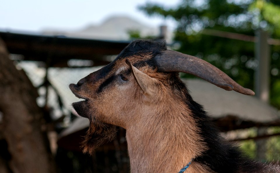 Goat in Margarita island