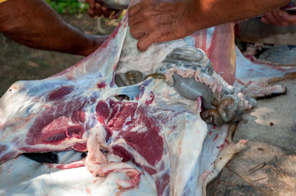 Goat for Christmas lunch 12