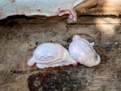 Goat testicles photo