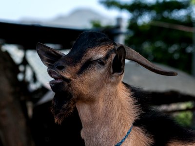 Goat sniffing his own urine
