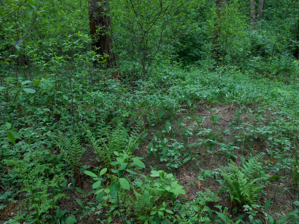 Gnezdovo complex - Glushenkovskaya kurgan group - 10