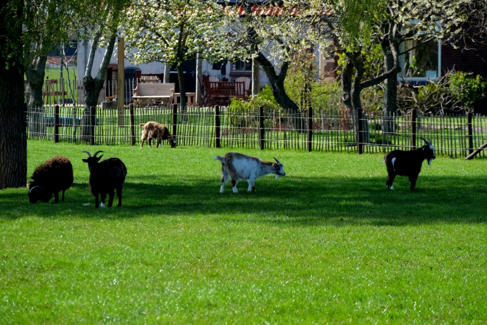 Goat farm in Bemmel