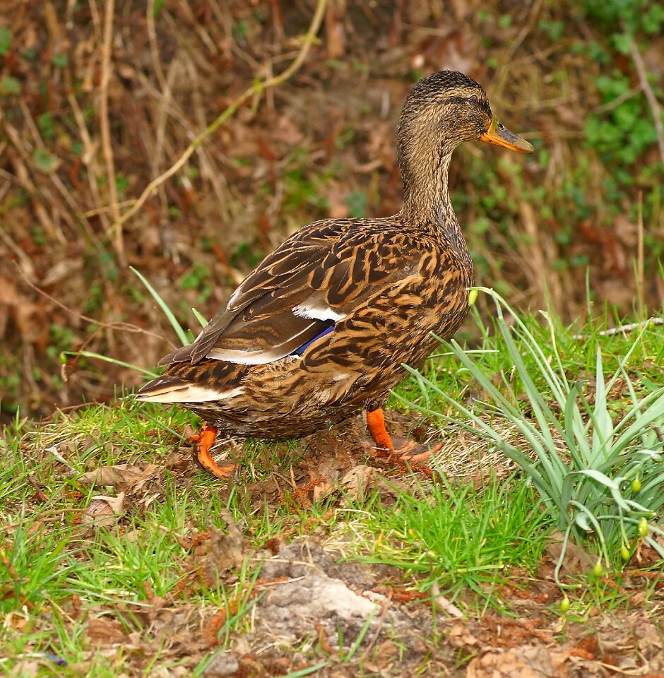 Bird plumage nature