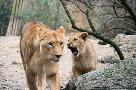 Animals wildcat africa
