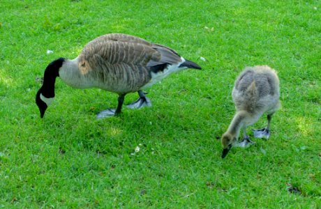 Goose and gosling - Sheffield Park and Garden - East Sussex, England - DSC05697