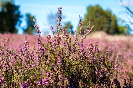 Heathland erica flowers