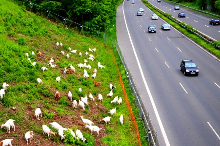 Goats in landscape management at German Highway A 59. Spielvogel 2013